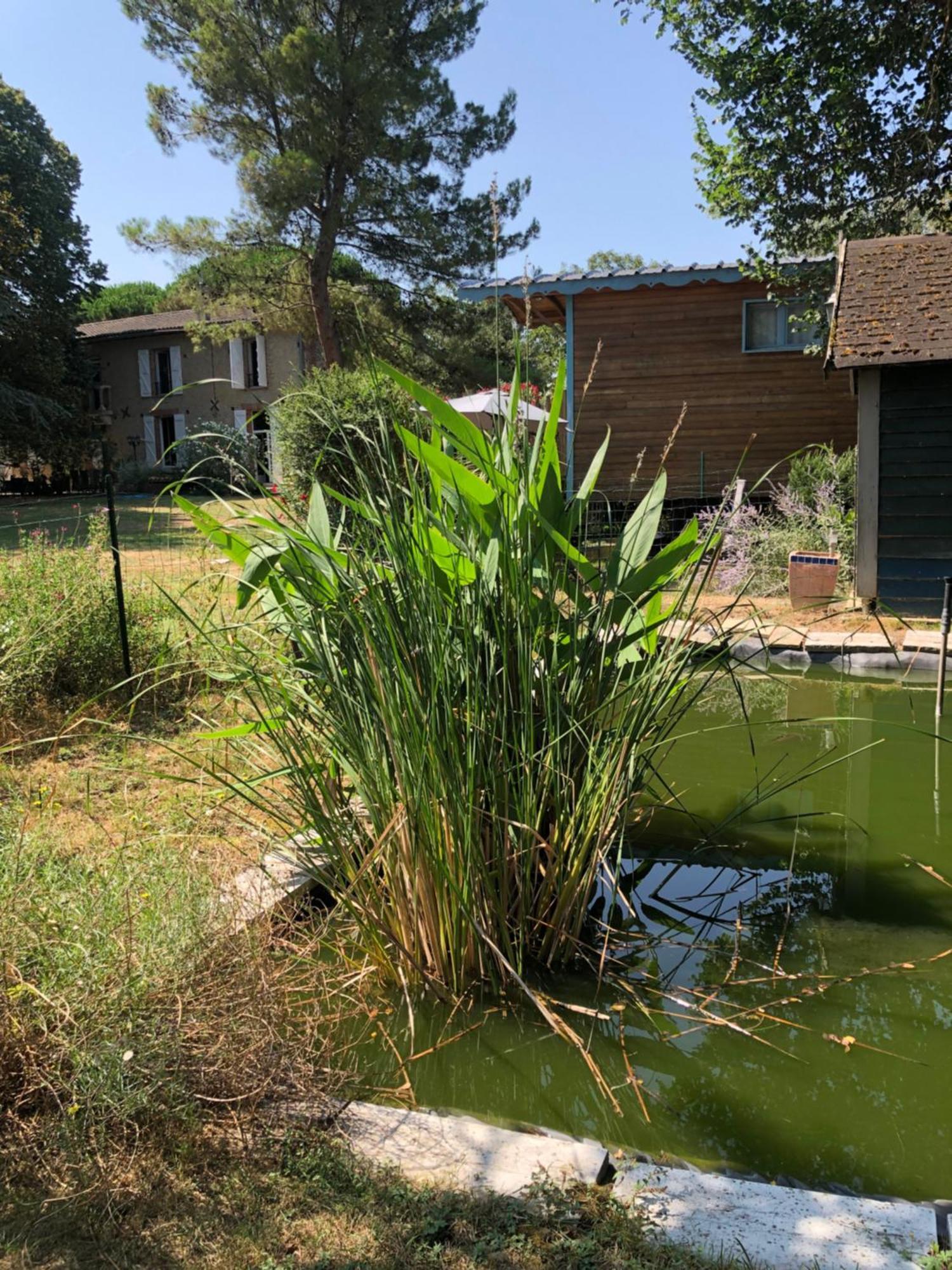 La Bastide De Negra Bed & Breakfast Montesquieu-Lauragais Exterior photo